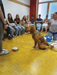 web_Therapiehunde_Juni23_IMG_20230613_105823.jpg