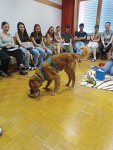 web_Therapiehunde_Juni23_IMG_20230613_105828.jpg